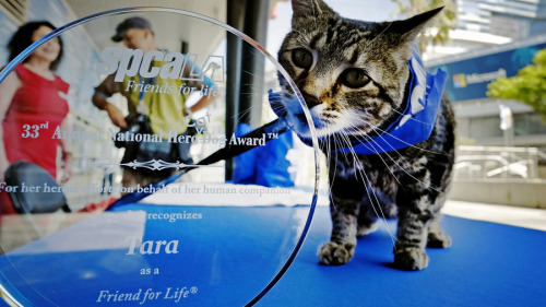 Hero Cat honored by LA SPCA.